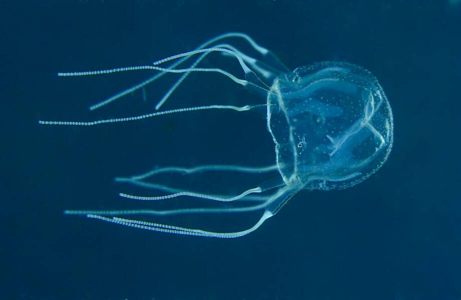 На пляжах Пхукета появились медузы