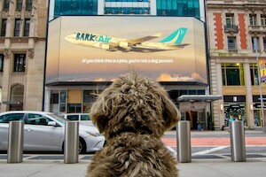 В мире появилась первая авиакомпания для собак