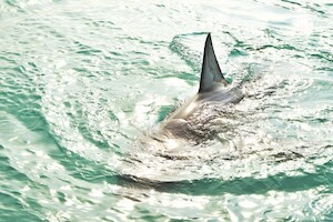 На пляже в Европе заметили акулу