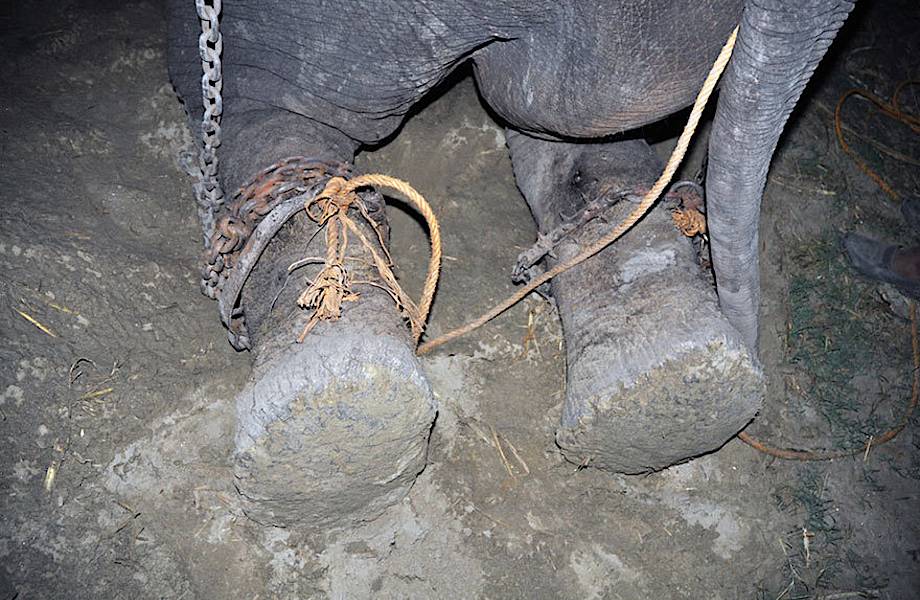 ​Индийский слон Раджу после 50 лет рабства