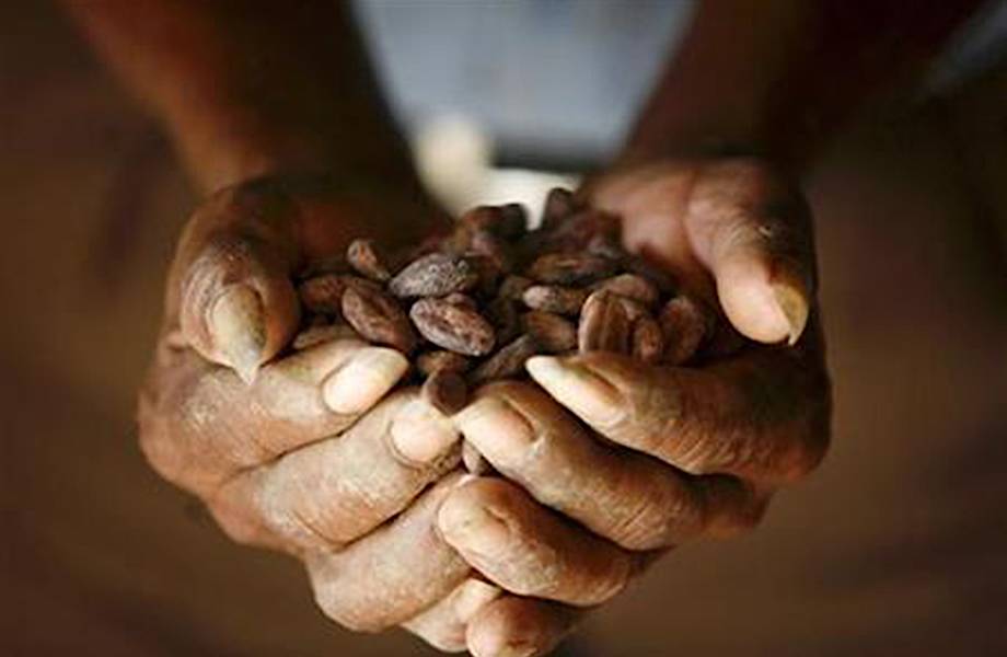 Из чего и как изготовляют шоколад в Белизе? 