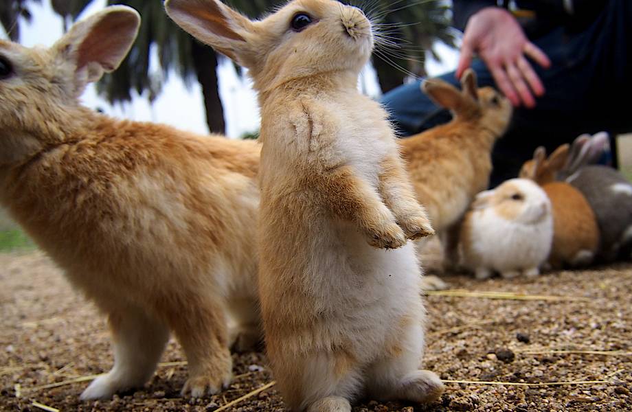 ​Экстрим видео недели: Остров кроликов Окуносима, Япония