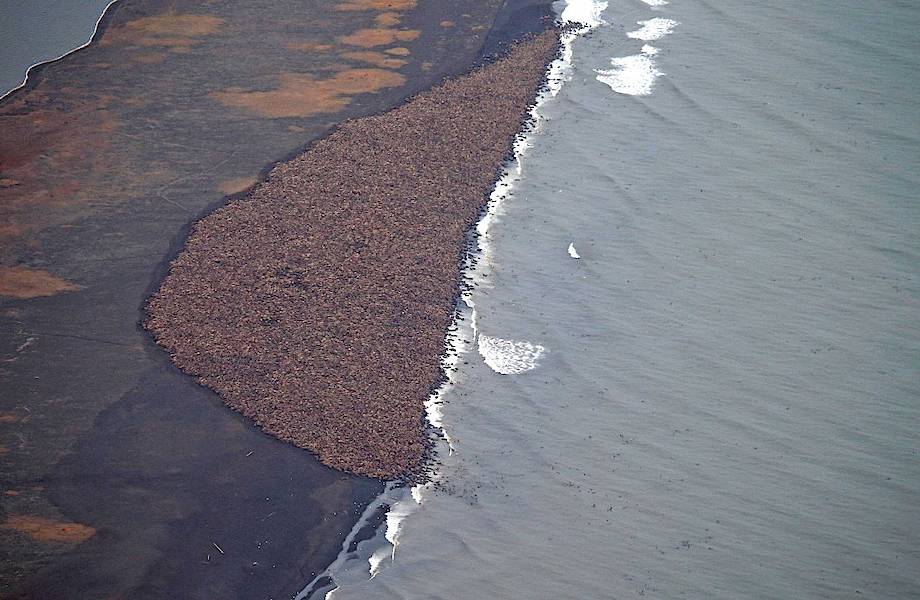 ​Массовое скопление моржей на побережье Аляски из-за таяния льдов
