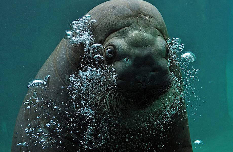 ​20 лучших фото живой природы от National Geographic Photo Contest 2014