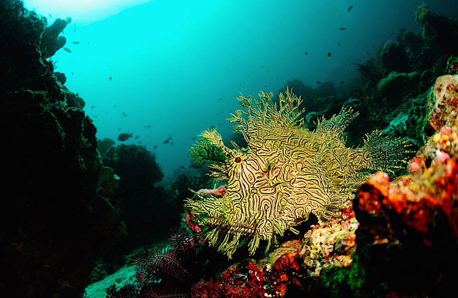 ​30 невероятных снимков коралловых рифов, где чувствуешь себя как дома