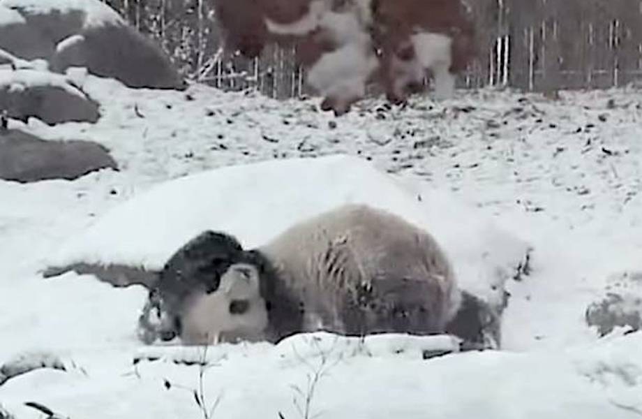 Видео: Очаровательная панда вне себя от счастья при виде снега