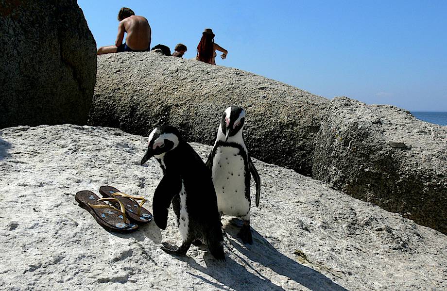 Уморительные пингвины на пляжах Южной Африки