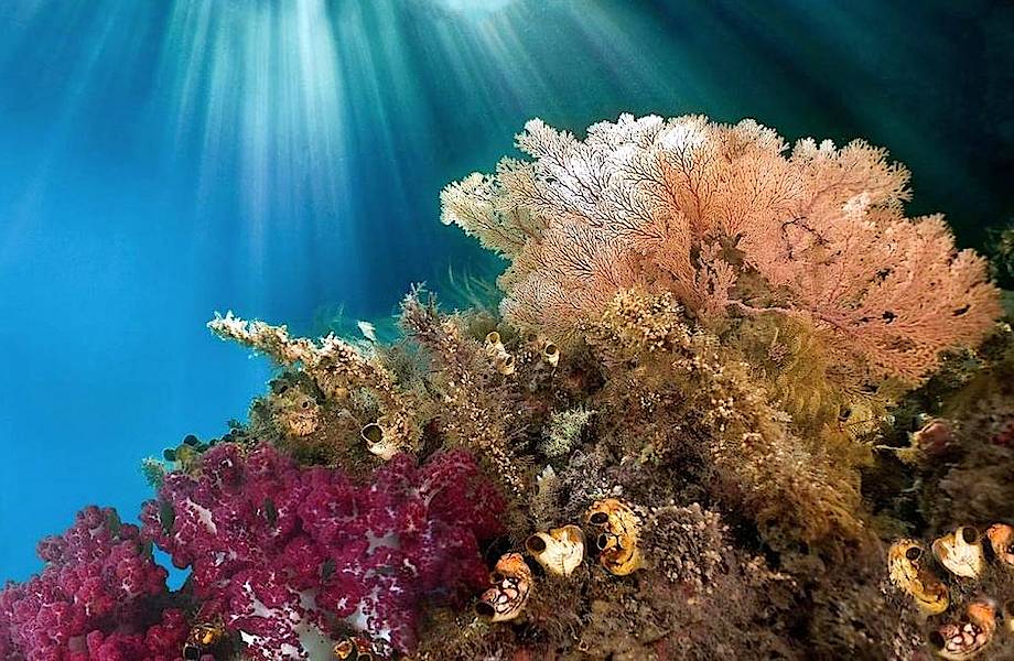 10 захватывающих дух снимков пестрого мира коралловых рифов