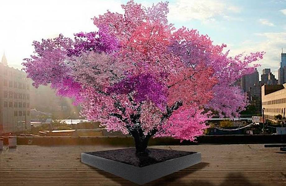 Самое уникальное дерево в мире