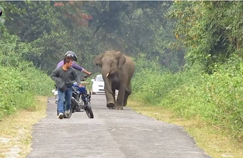 Видео: Спокойные на вид слоны бывают очень агрессивными