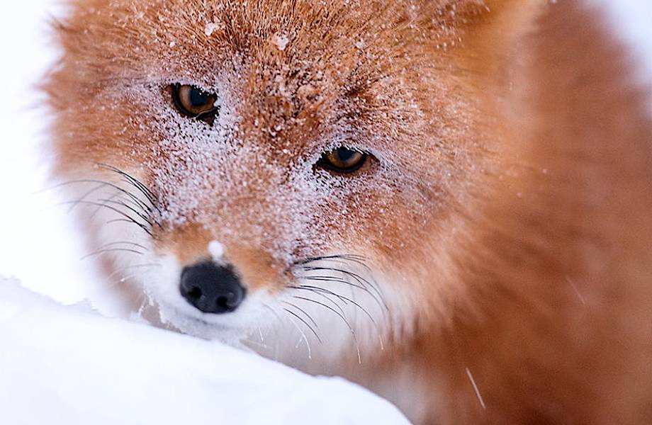 29 очаровательных фото лисиц на Чукотке