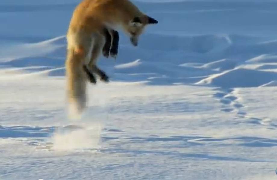 Видео: Лиса ловит мышей, прыгая в снег вниз головой