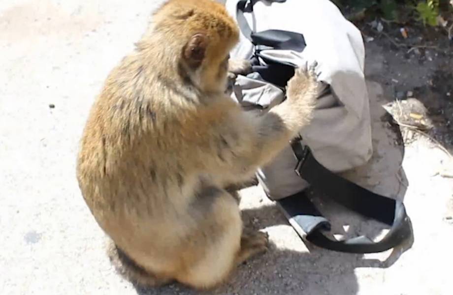 Турист не поверил своим глазам, когда увидел, что сделала обезьяна!