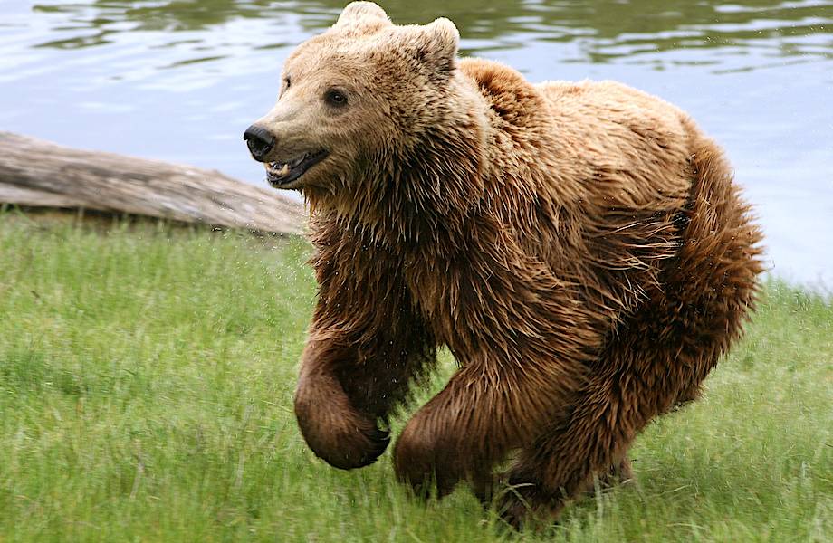 Я знала, что медведи бегают быстро. Но я даже не подозревала, что настолько