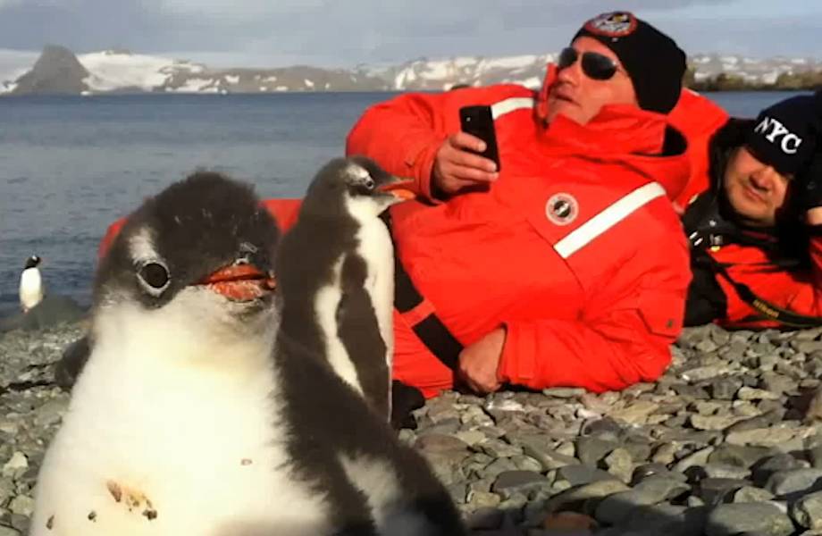 Этот милый пингвинчик впервые увидел человека. Его реакция бесподобна!