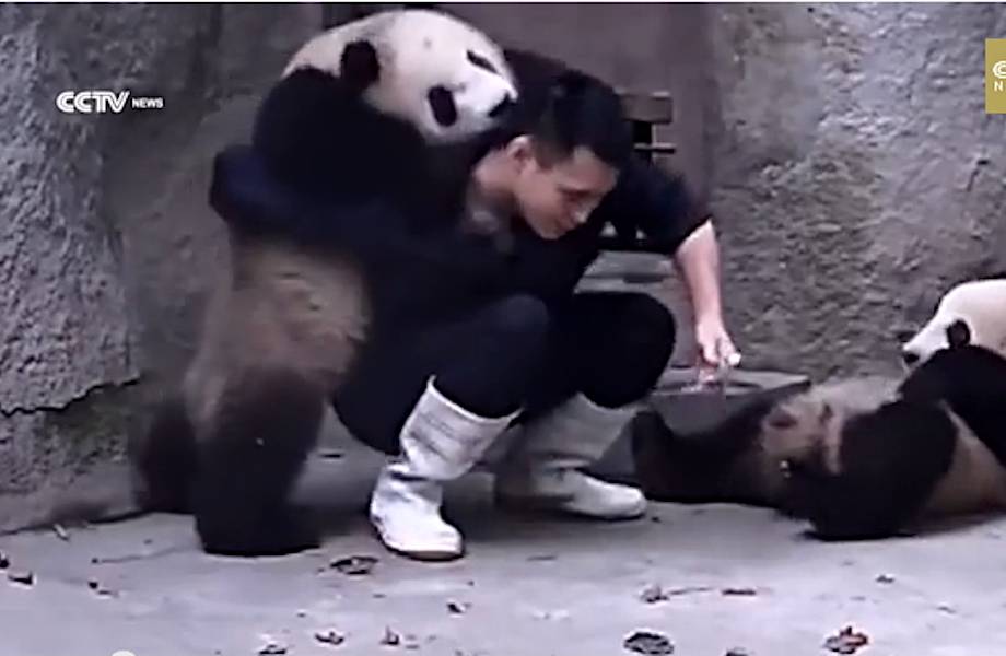 Прием лекарств. На что способны панды, чтобы избежать экзекуции?