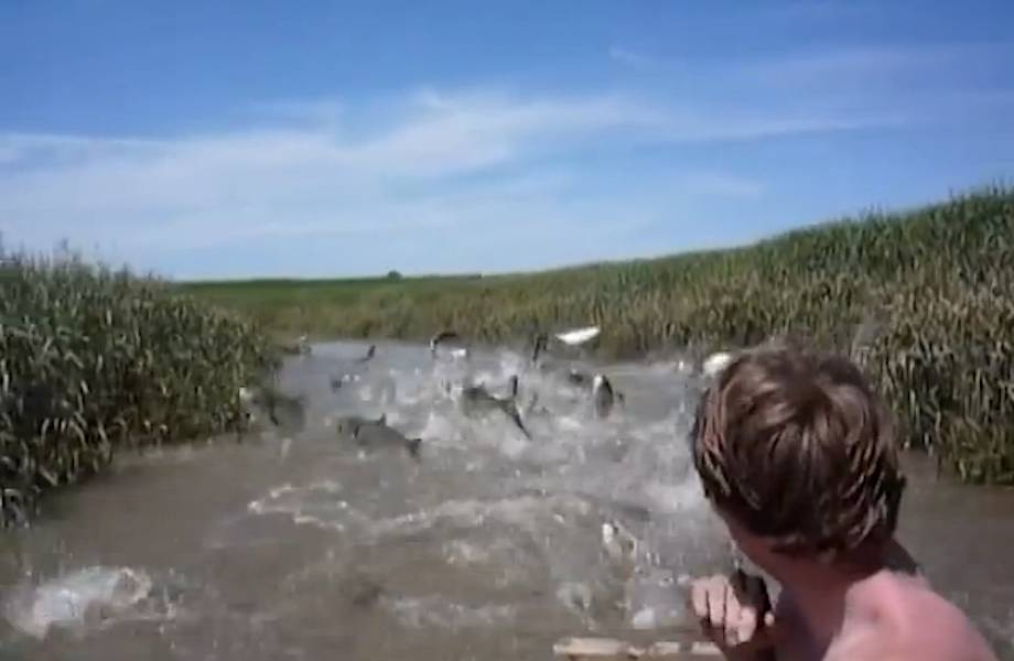 Видео: Люди плыли по реке, когда из воды начали выпрыгивать стаи карпов