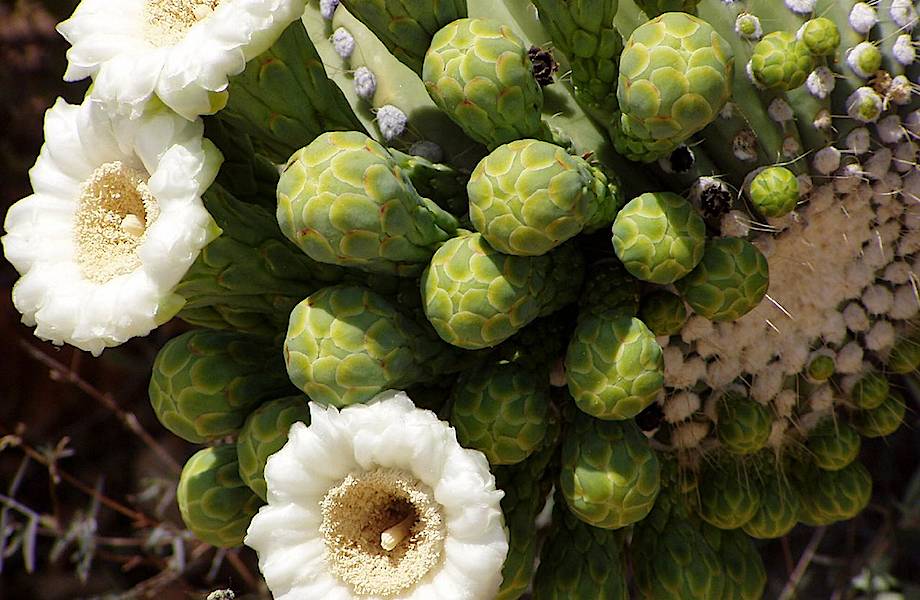 Национальный парк Сагуаро - настоящая империя кактусов