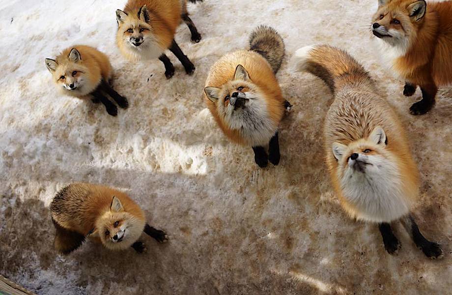 26 фото японской деревни лис — самого милого места на Земле