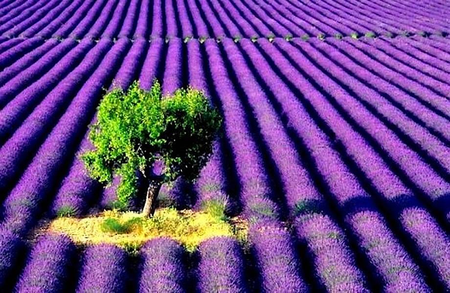 20 потрясающих снимков лавандовых полей во Франции и удивительные факты о них