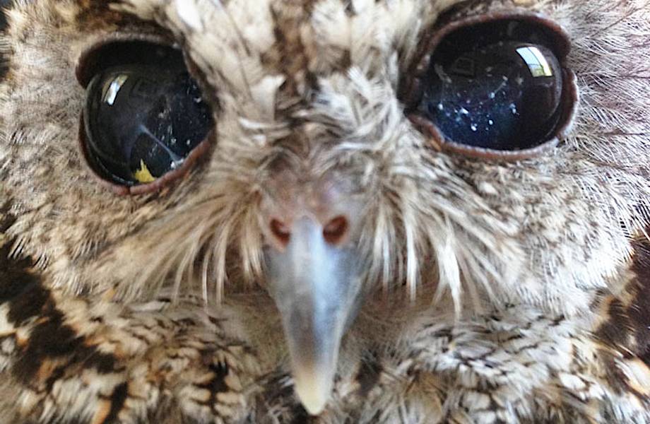 Глаза этой совы сделали ее звездой интернета, но причина такого взгляда весьма печальна...