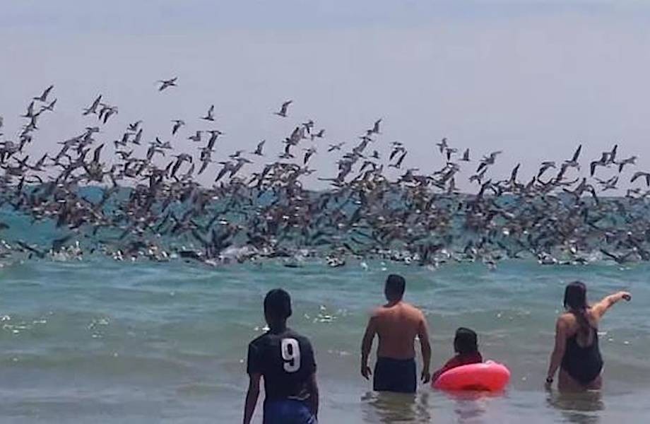 Безумная охота пеликанов на рыбу шокировала туристов
