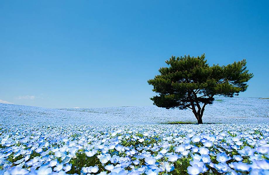 10 ошеломляющих фото небесного парка в Японии, в реальность которого сложно поверить