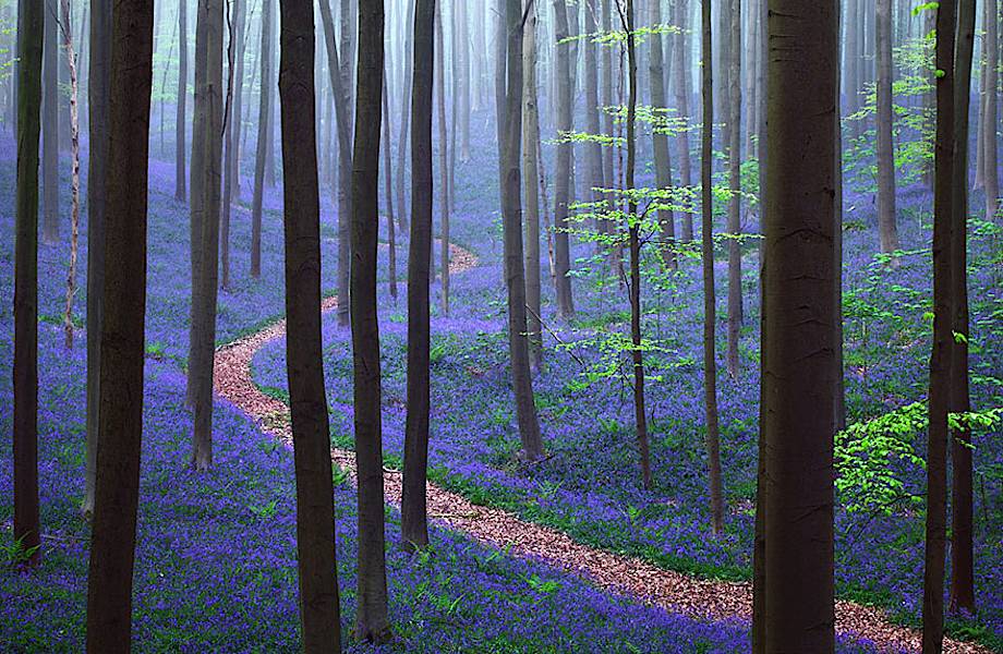 14 фото сказочного леса черничного цвета, который существует на самом деле