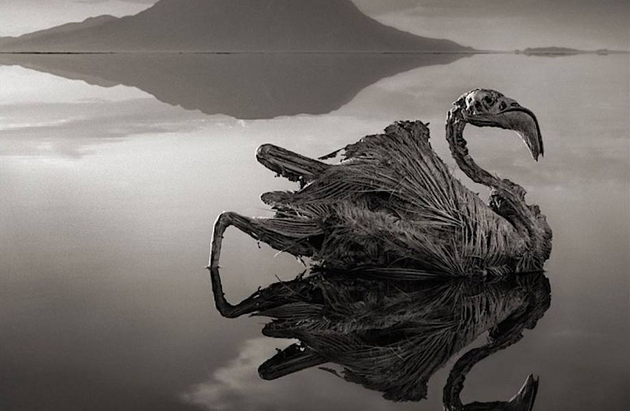 10 фото настоящего адского озера Натрон, при виде которого в жилах стынет кровь