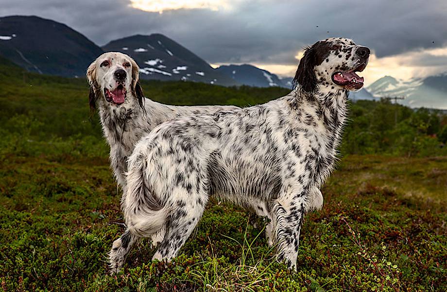 Фотограф сделал портреты самых трудолюбивых собак со всего мира