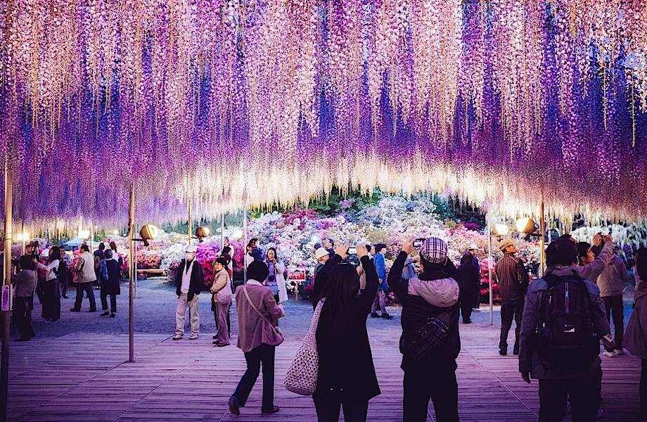 11 невероятных снимков самой большой и великолепной глицинии, растущей в Японии