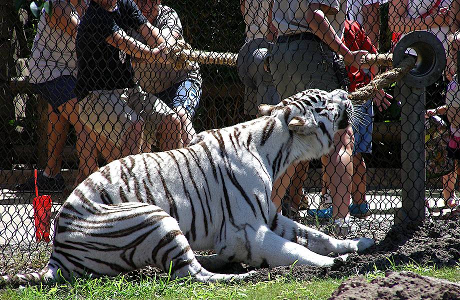 В американском зоопарке можно помериться силой с бенгальским тигром