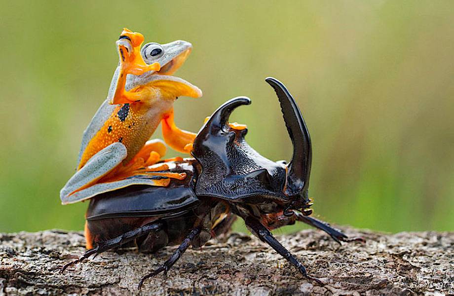 Фотограф запечатлел самое крошечное родео в мире: лягушка на жуке