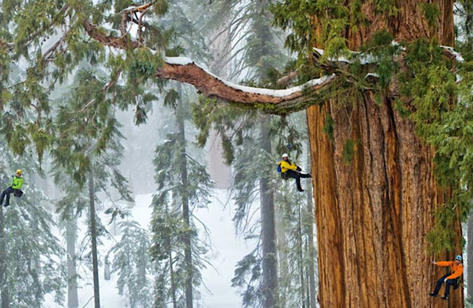 Впервые людям удалось заснять самое гигантское дерево в мире целиком!