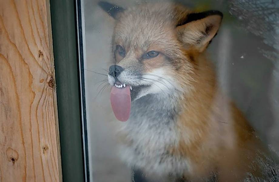 8 животных, которые лижут стекло и даже не представляют, как смешно они выглядят