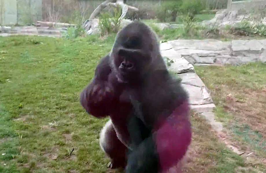 Видео: Горилла почти расколола стекло в зоопарке, когда увидела, что делает эта девочка...