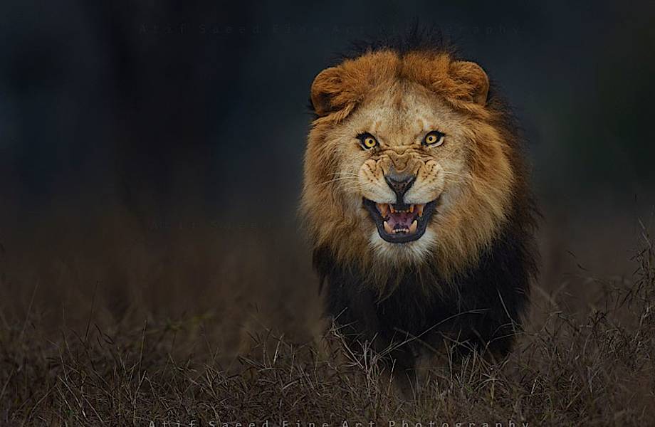 Фотограф запечатлел разъяренного льва за секунду до того, как тот бросился на него