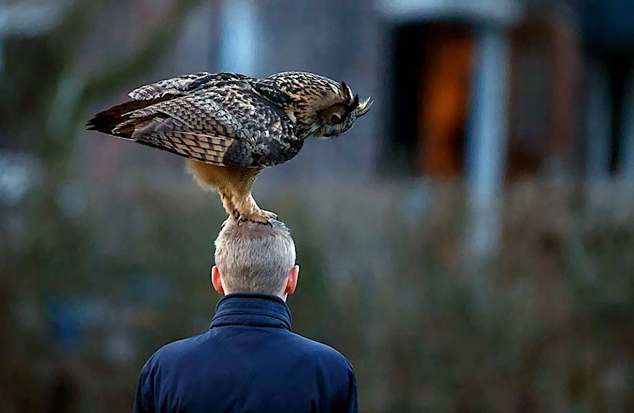 Познакомьтесь с голландской совой, которая любит приземляться людям на голову
