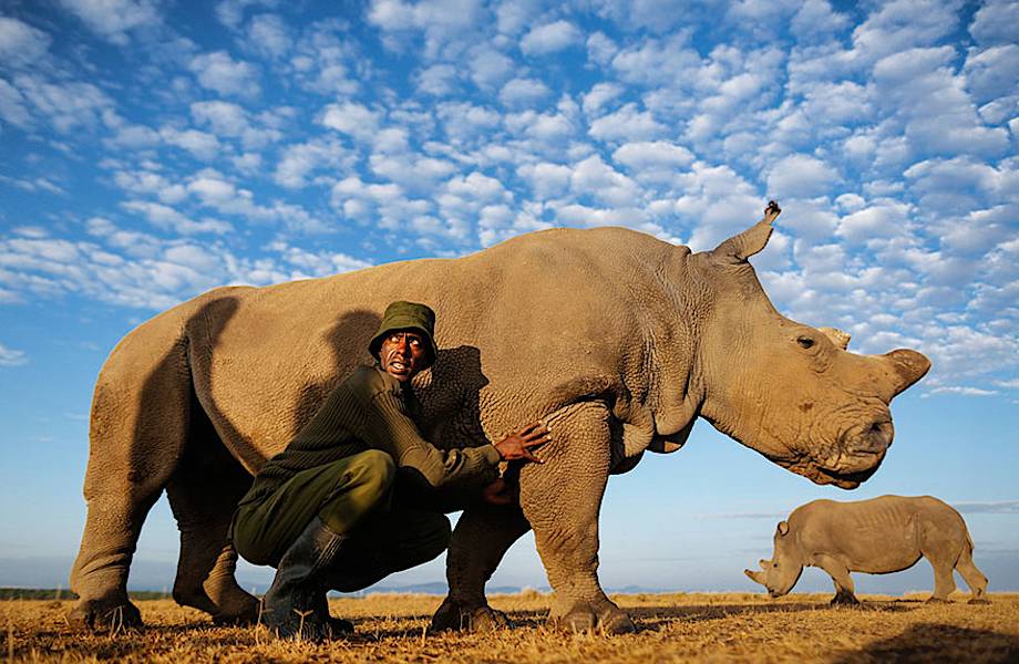 У этого самца носорога есть целая бригада вооруженных телохранителей!
