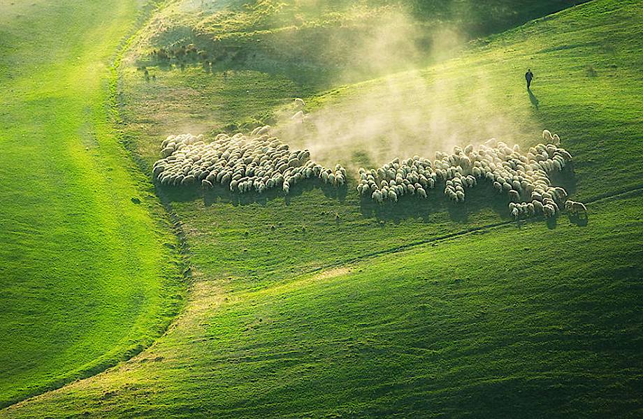 Овцы на тосканских полях Италии