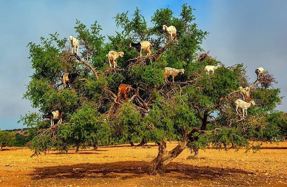 Марокканские козы, которые лазают по деревьям