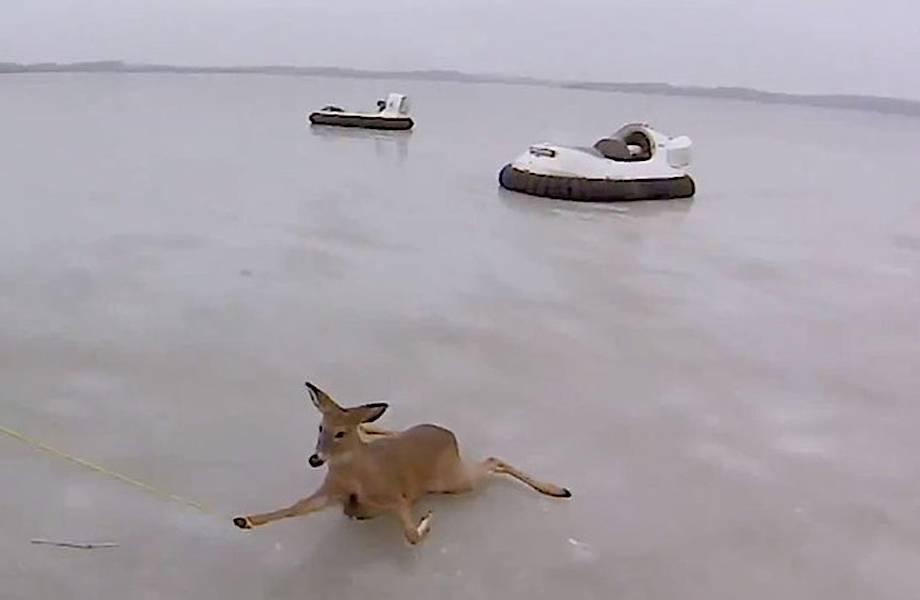 Два оленя попали в смертельную ловушку посреди замерзшего озера. Посмотри, чем всё закончилось!