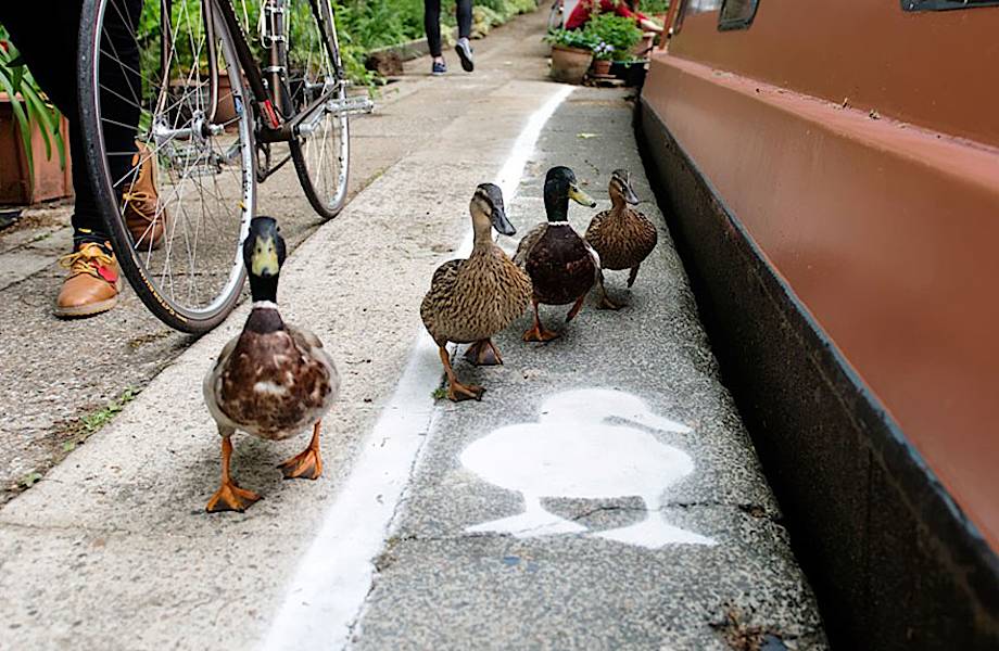 Эти утки получили свои собственные полосы для прогулок на тротуаре!