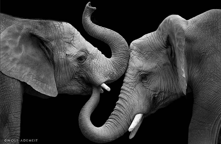 Слоновья любовь: Трогательные фотографии гигантов, которые покорили мир
