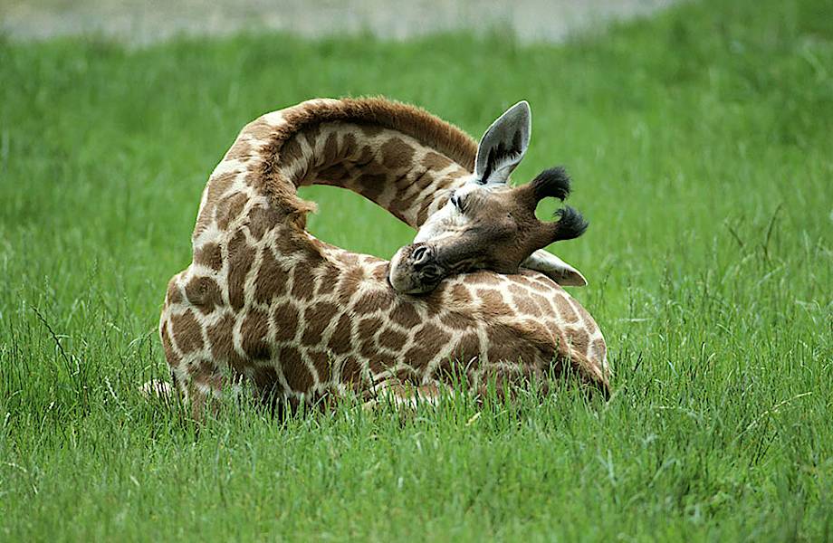 Скорее всего, вы никогда не видели, как спят жирафы. И вот почему!