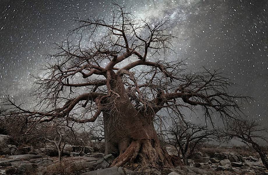 Бет Мун сделала потрясающие «космические»снимки самых старых в мире деревьев 