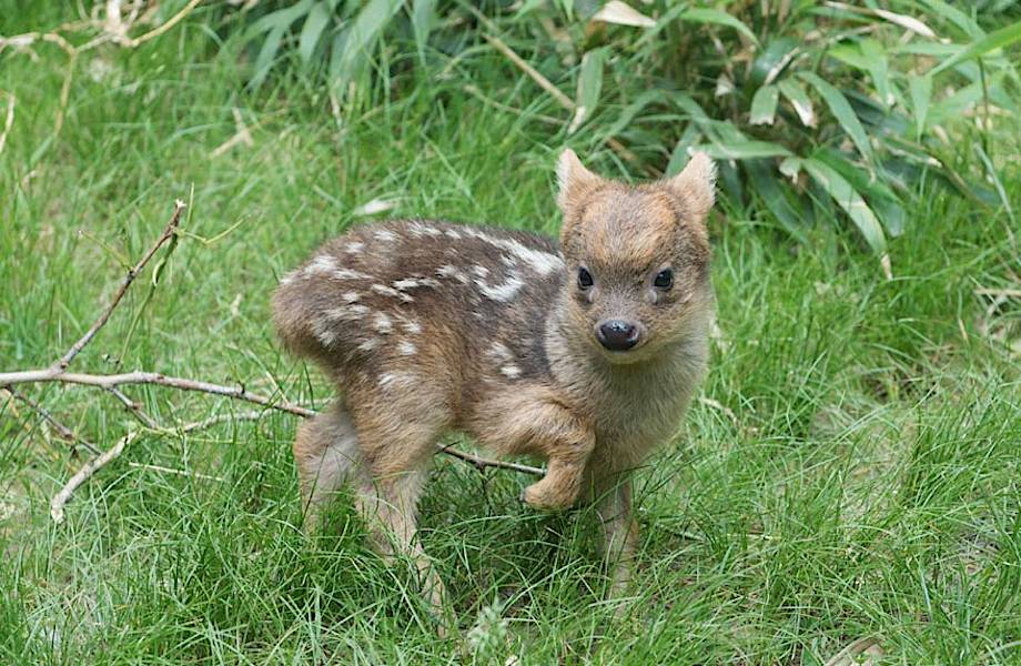 В нью-йоркском зоопарке родился самый маленький олененок в мире!