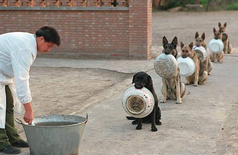 Дисциплине китайских полицейских собак можно только позавидовать!