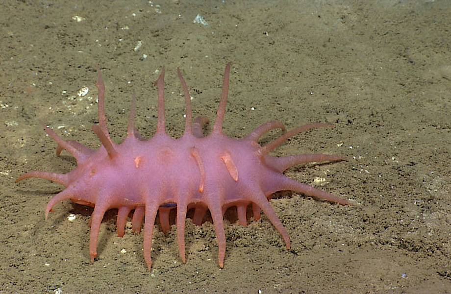 7 странных существ из глубин океана, о которых человечество не знало раньше