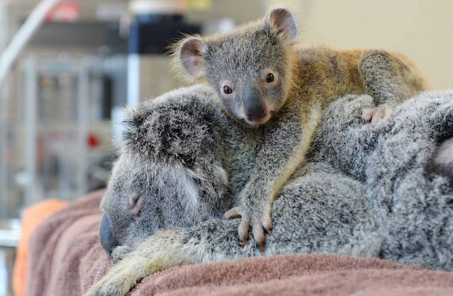 Детеныш коалы не переставал обнимать свою маму, которая находилась без сознания...